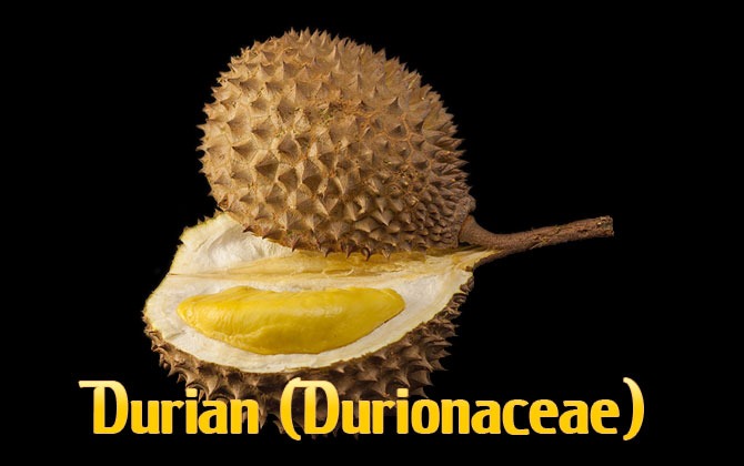 1-Durian