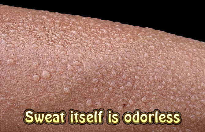 10-Sweat-itself-is-odorless
