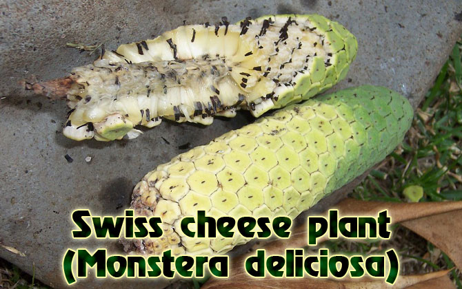 13-Swiss-cheese-plant