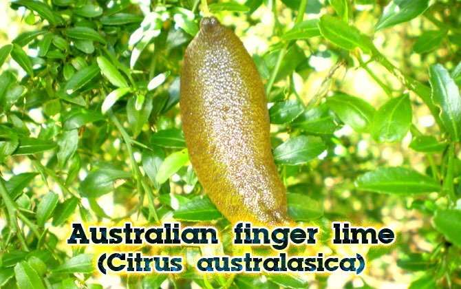 2-Australian-finger-lime