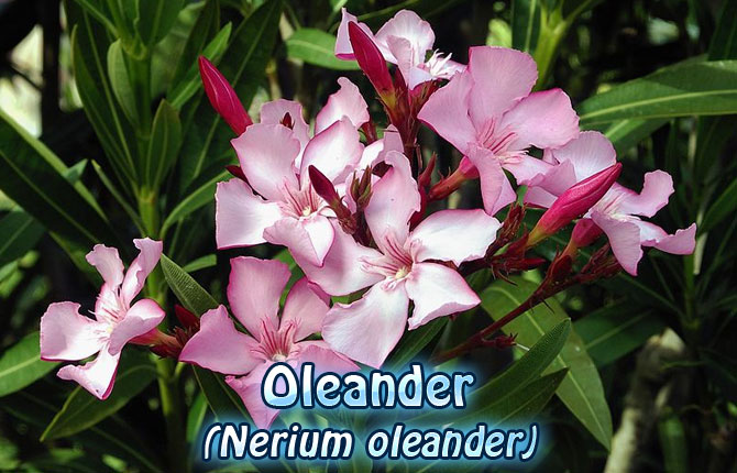 3-Oleander