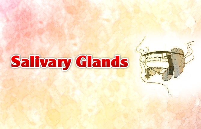4-Salivary-glands
