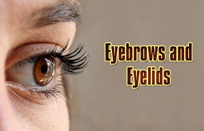 6-Eyebrows-and-eyelids
