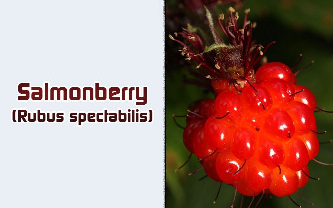 6-Salmonberry
