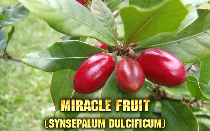 7-Miracle-fruit