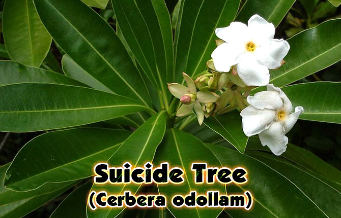 7-Suicide-tree