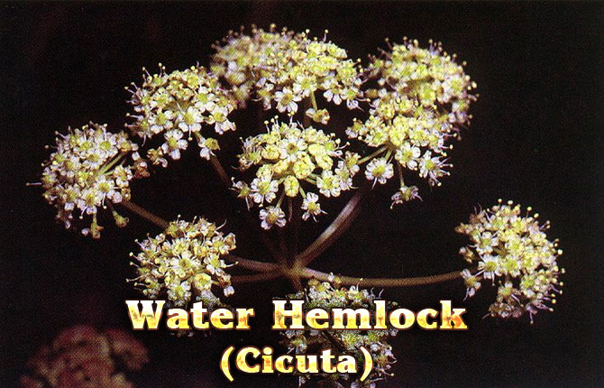 8-Water-hemlock