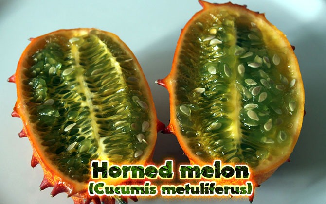 9-Horned-melon
