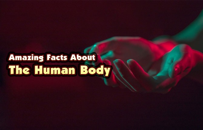Amazing Facts about the Human Body