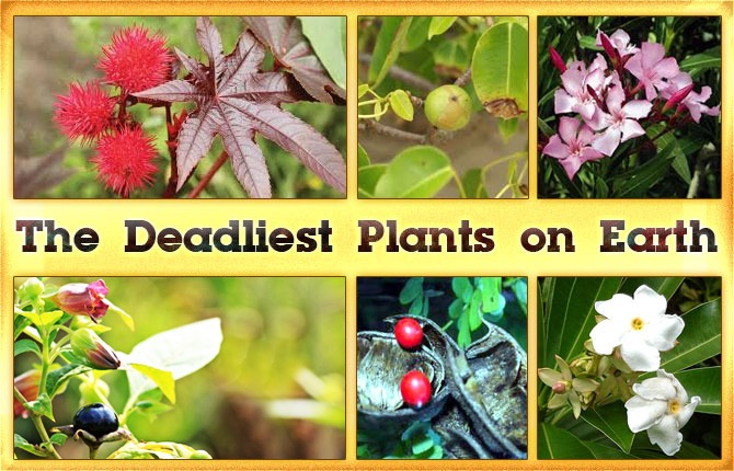 The Deadliest Plants on Earth