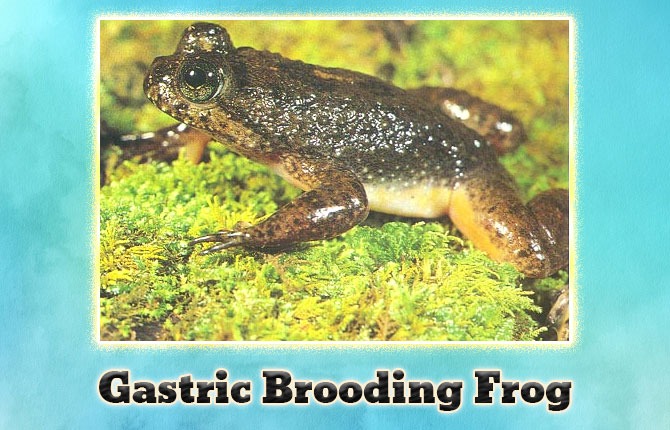 2-gastric-brooding-frog