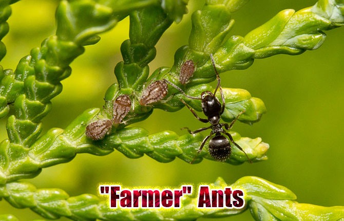 3-farmer-ants