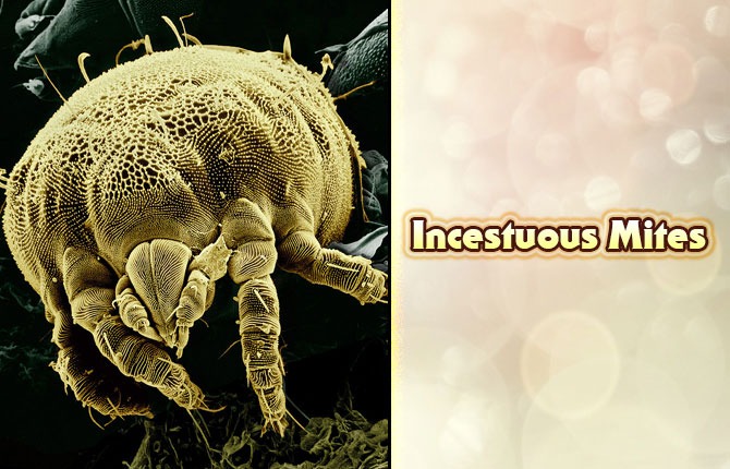 4-incestuous-mites