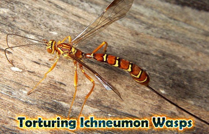 7-torturing-ichneumon-wasps