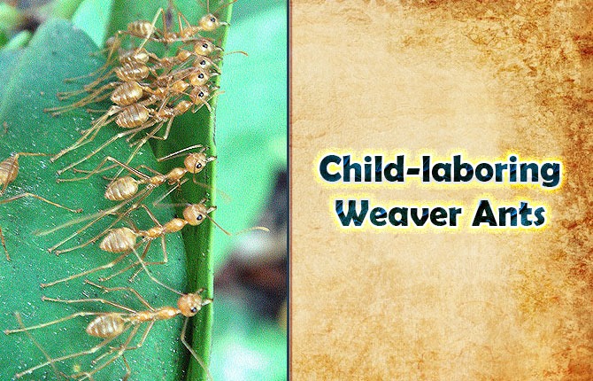 8-child-laboring-weaver-ants