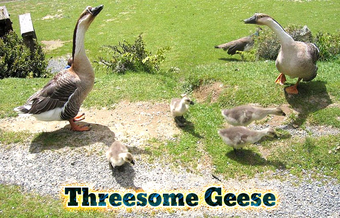 9-threesome-geese