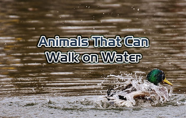 Animals That Can Walk on Water
