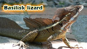 Basilisk lizard