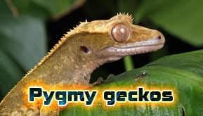 Pygmy geckos