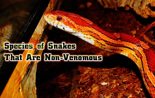 Species of Snakes That Are Non Venomous