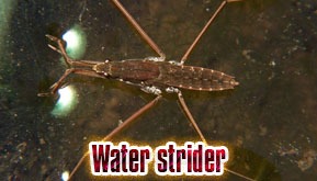 Water strider