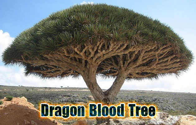 Dragon blood tree