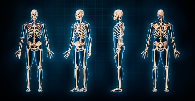 Interesting Facts about the Human Skeleton