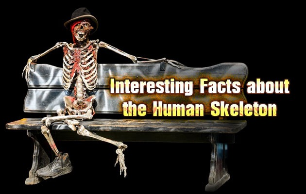 Interesting Facts about the Human Skeleton