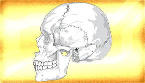 The hardest and strongest bones in the body are the thighbone and skull