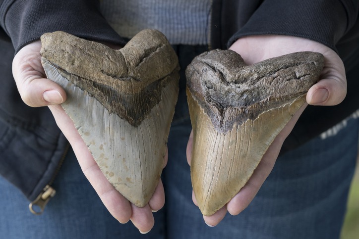 Why Earth’s Largest Shark Megalodon Went Extinct