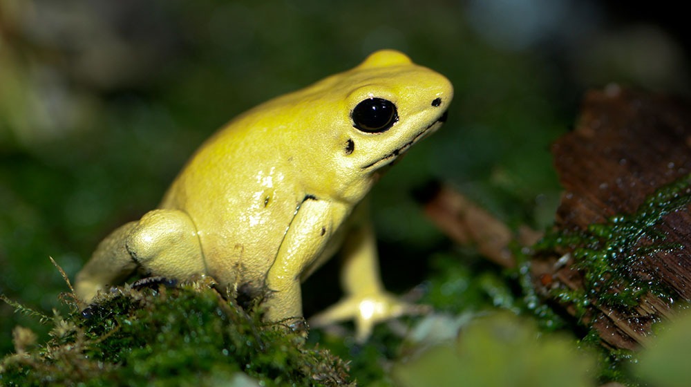 golden poison dart frog in Colombia
