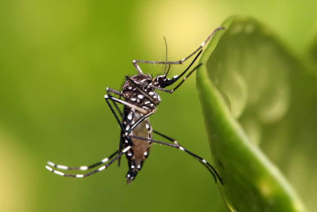 yellow fever mosquito that causes dengue fever