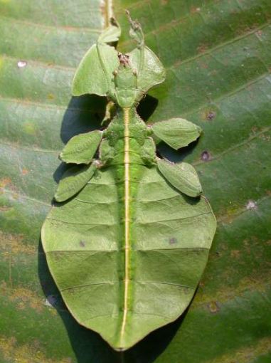 A Phyllium mimicking a leaf