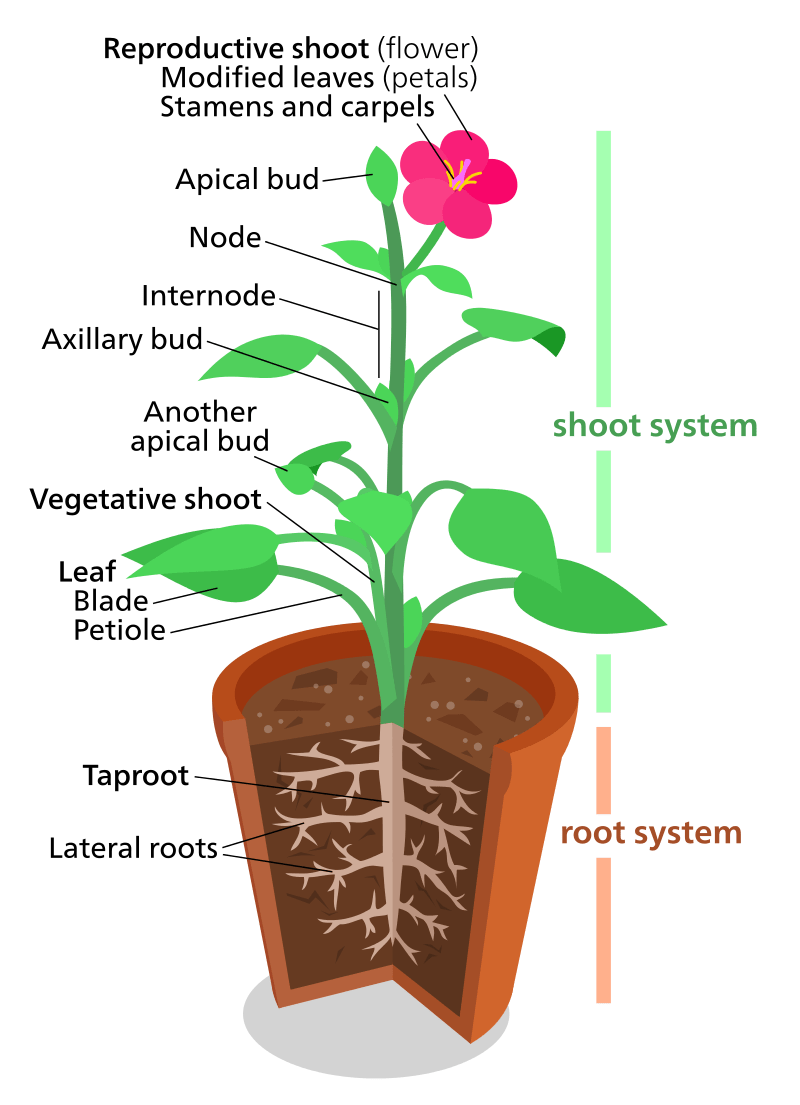 A diagram of a eudicot, which is the most common type of plant