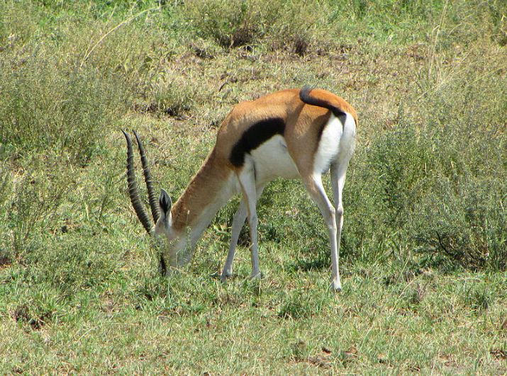 A photo of a gazelle in the wild