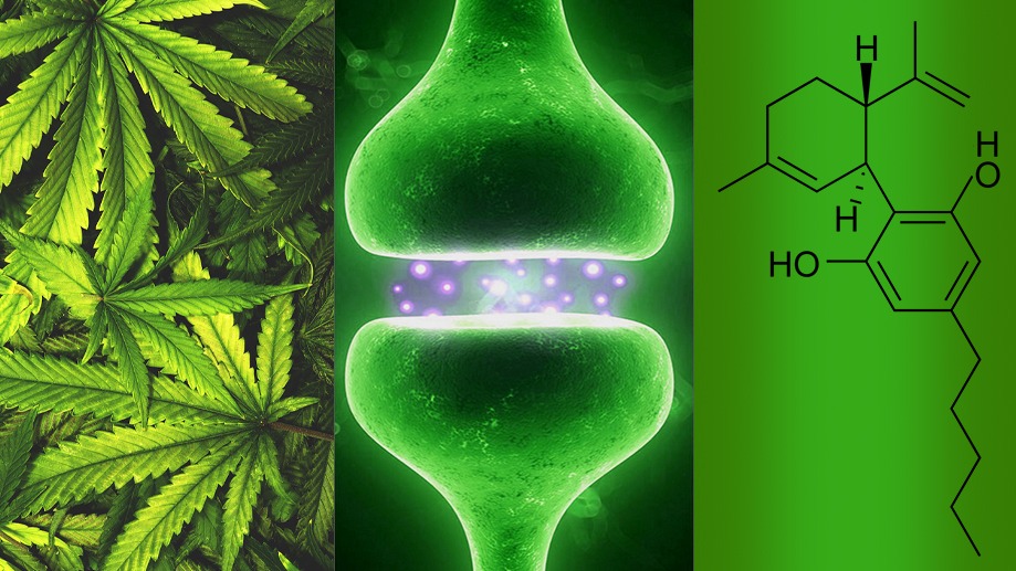 The correlation and functioning of the endocannabinoid system