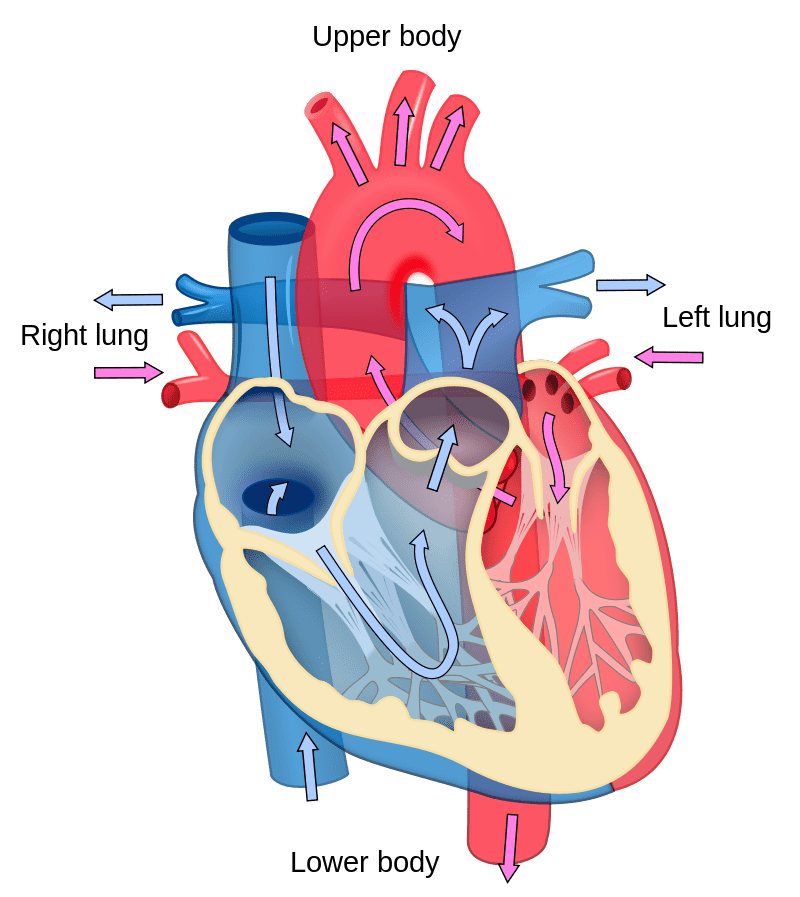 Blood flor diagram of the human heart
