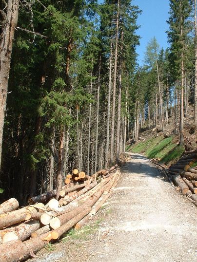 Forestry work in Austria