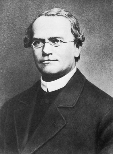 Founder of modern genetics – Gregor Mendel