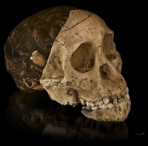 The cast of the skull of the Taung child uncovered in South Africa