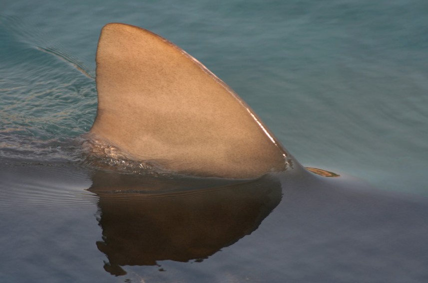 a shark fin up-close