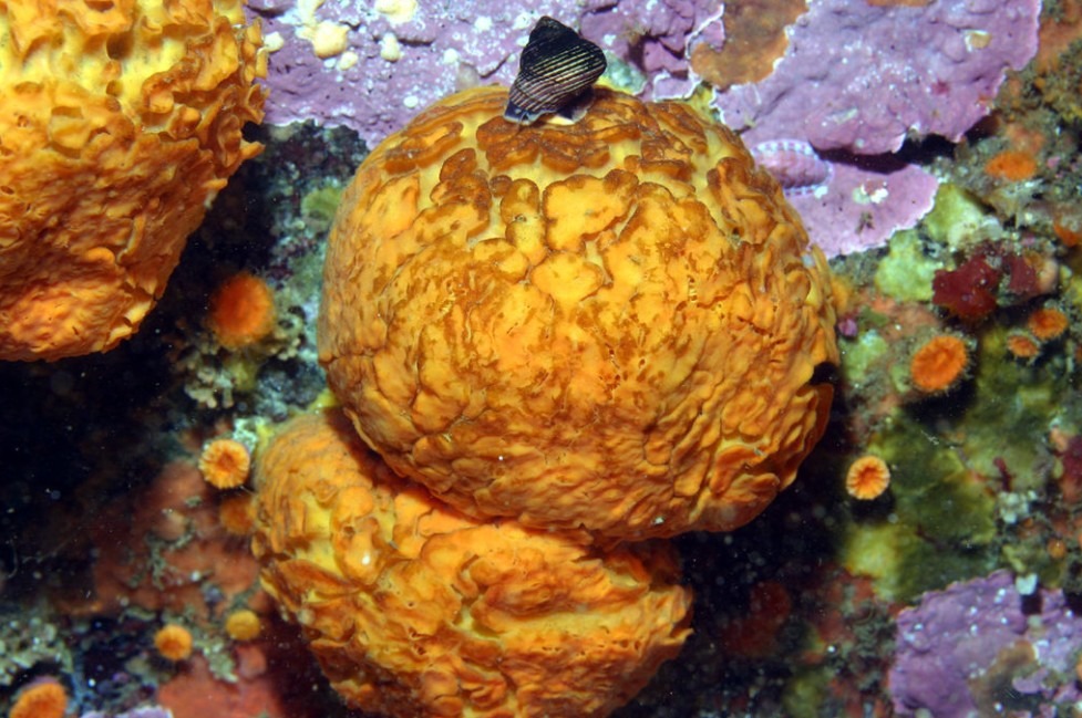 an orange puffball sponge in the sea