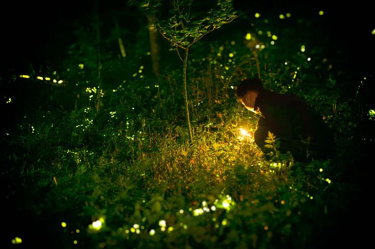 fireflies producing light