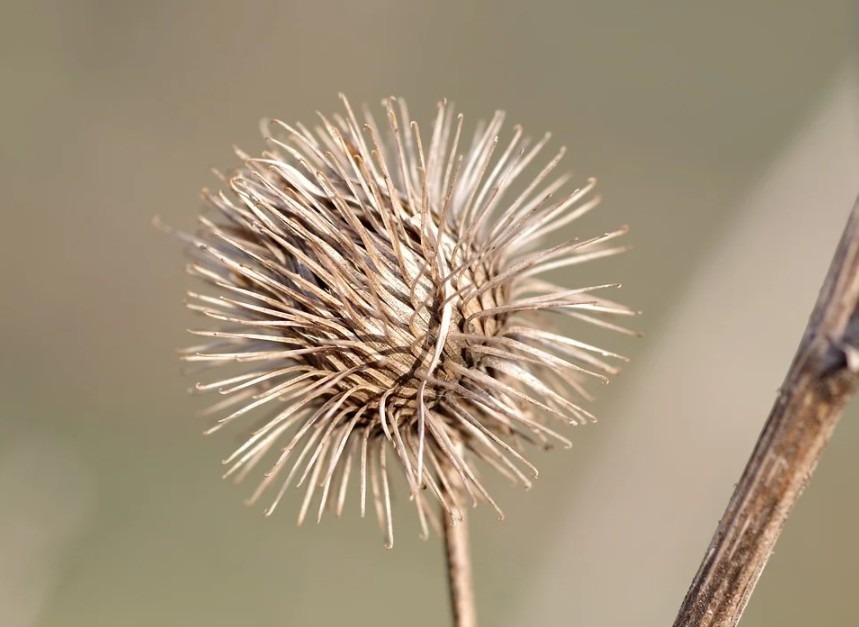 the burdock plant that serves as the inspiration for Velcro