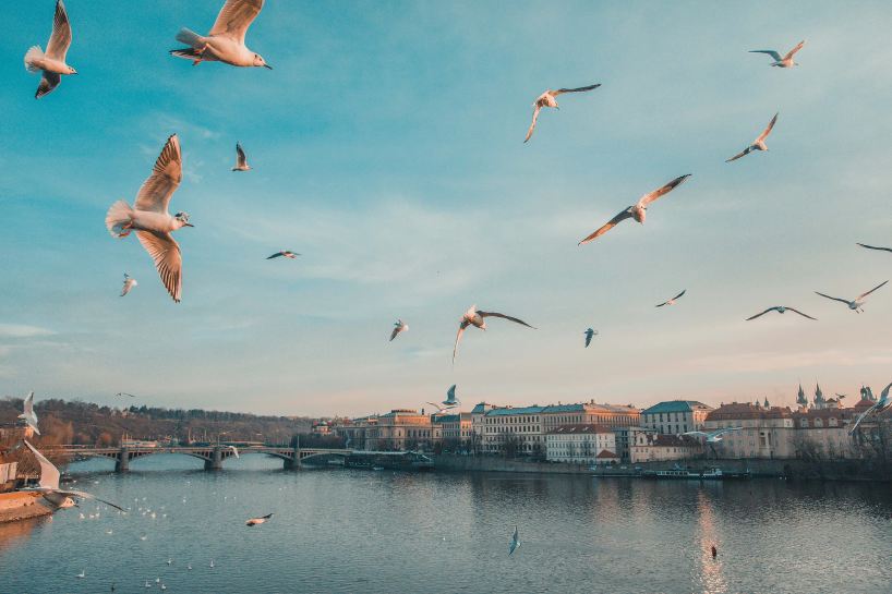 A flock of birds flying over the city of Prague.