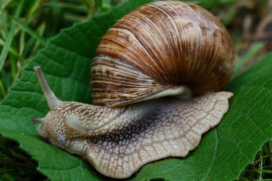 Picture of a snail.