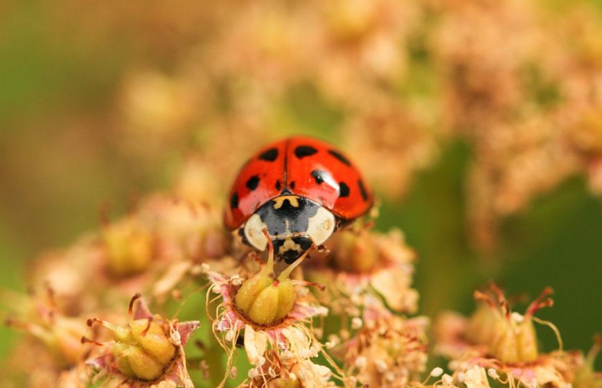 an invasive ladybug on flowers.