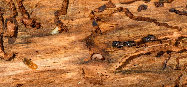Different Types of Termite Treatment