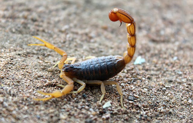 The Bark Scorpion: A Dangerous and Elusive Insect