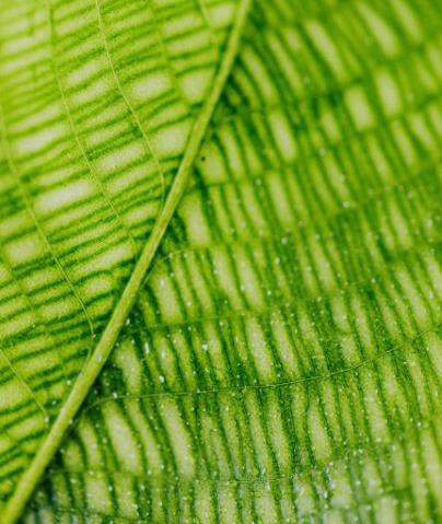 Close-up-image-of-a-leaf